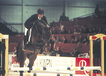 solitair_at_the_kwpn_presentation_stallion_approval_2002