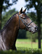 ultime_espoir_v._chellano_z_at_the_wiemselbach